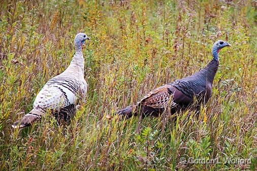 Wild Turkeys_23434-5.jpg - Wild Turkeys (Meleagris gallopavo) photographed near Almonte, Ontario, Canada.